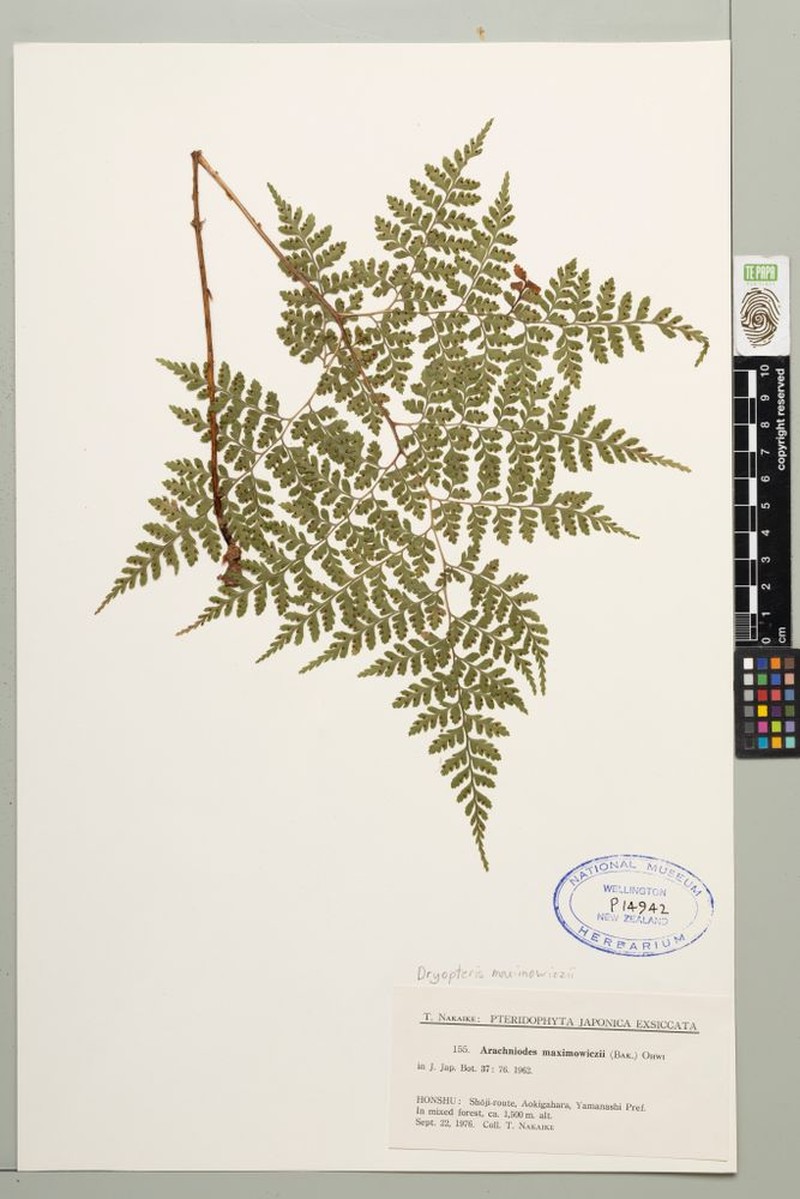 Dryopteris maximowiczii photo 3