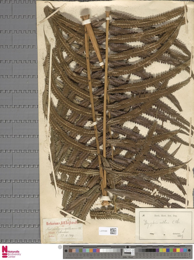 Dryopteris maximowiczii photo 5