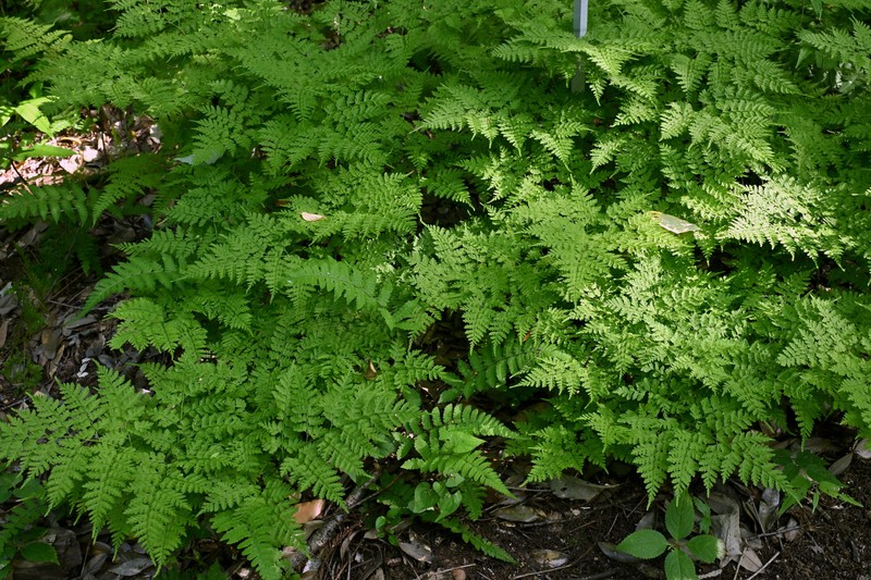 Dryopteris maximowiczii