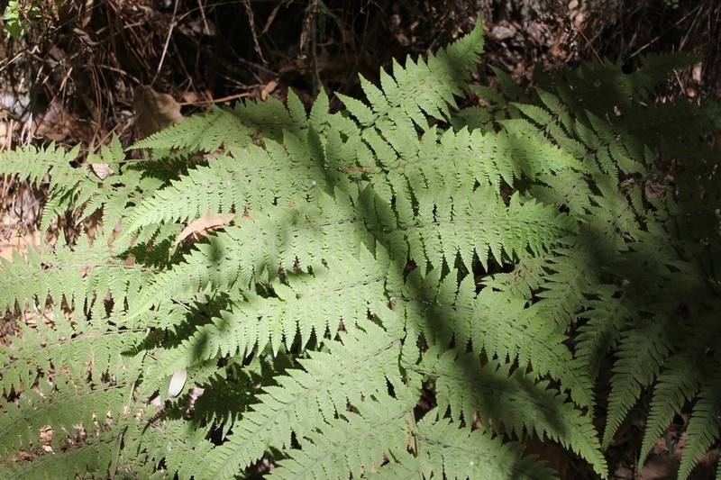 Dryopteris maxonii