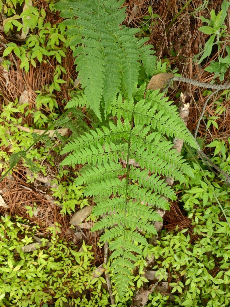 Dryopteris maxonii photo 3