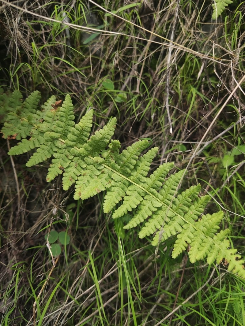 Dryopteris maxonii photo 4