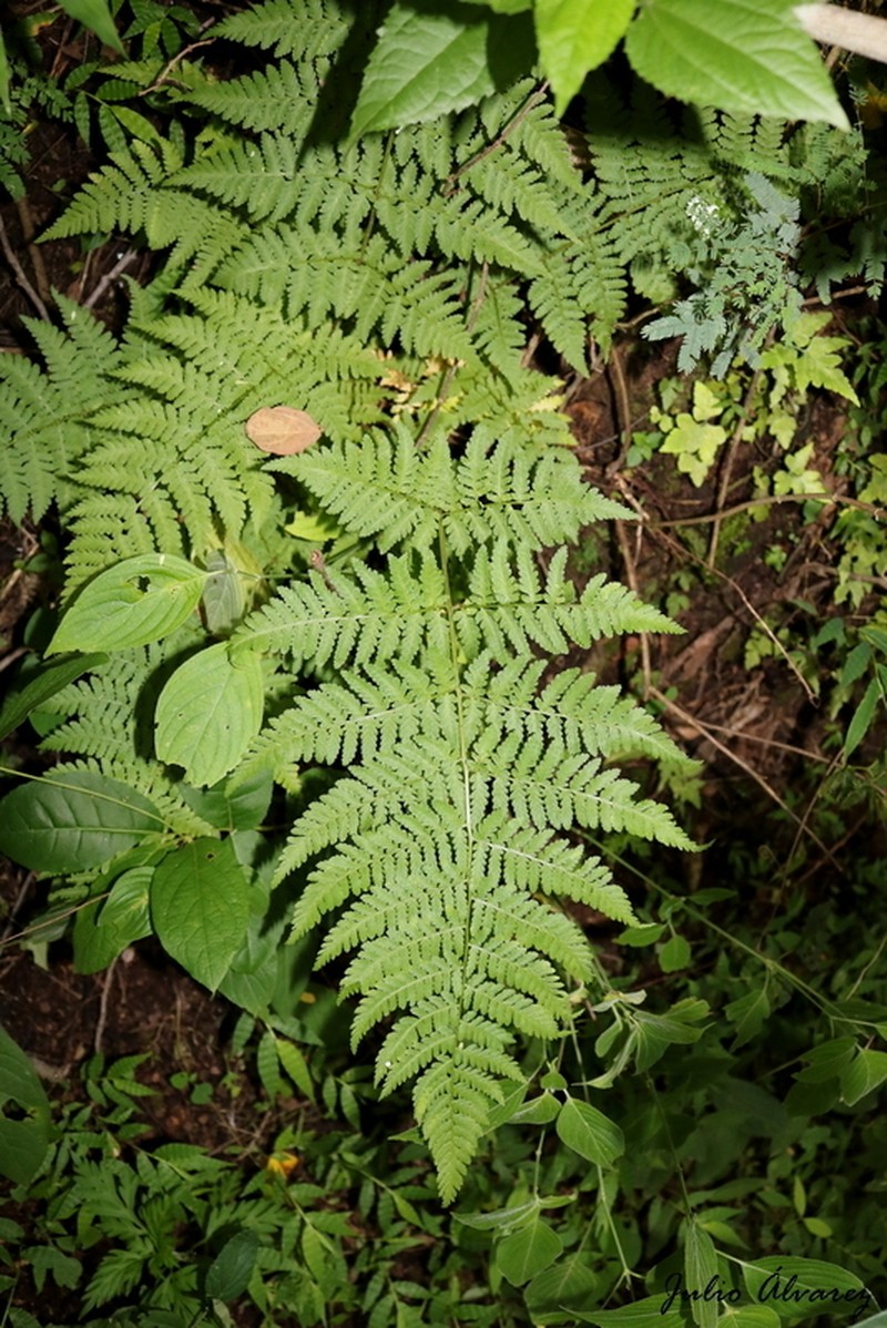 Dryopteris maxonii photo 5