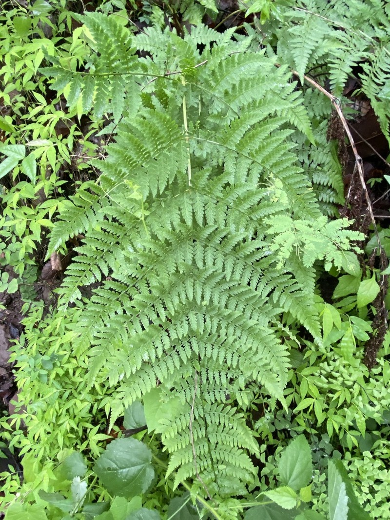 Dryopteris maxonii photo 6