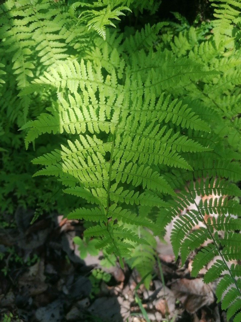 Dryopteris maxonii photo 7