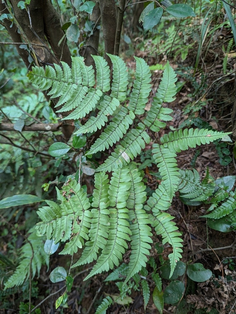Dryopteris medioxima