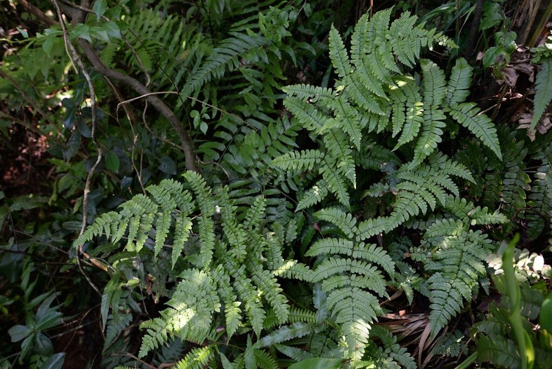 Dryopteris medioxima photo 2