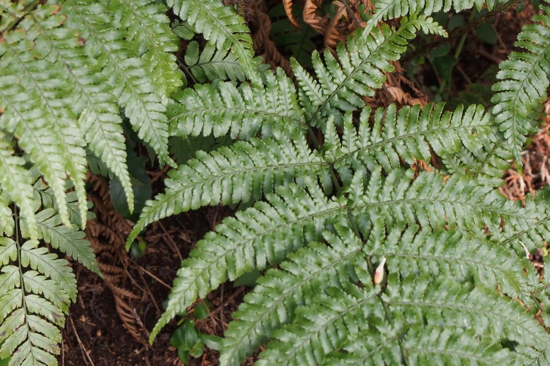 Dryopteris medioxima photo 3