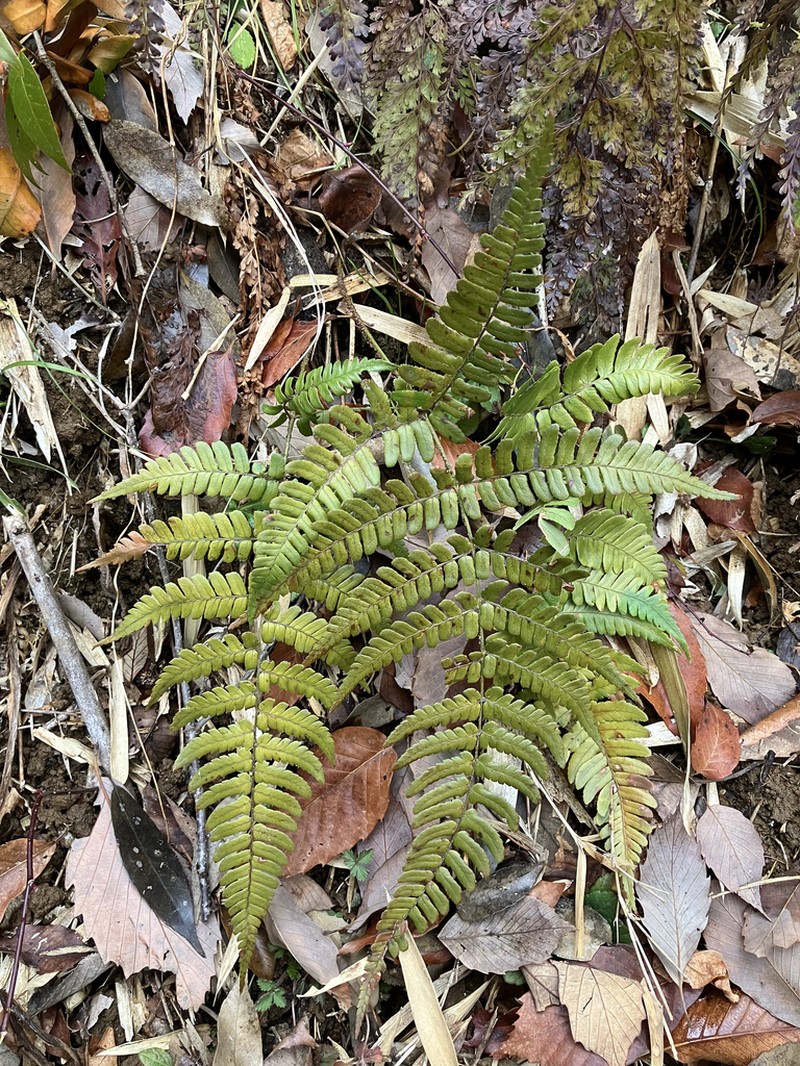 Dryopteris medioxima photo 4