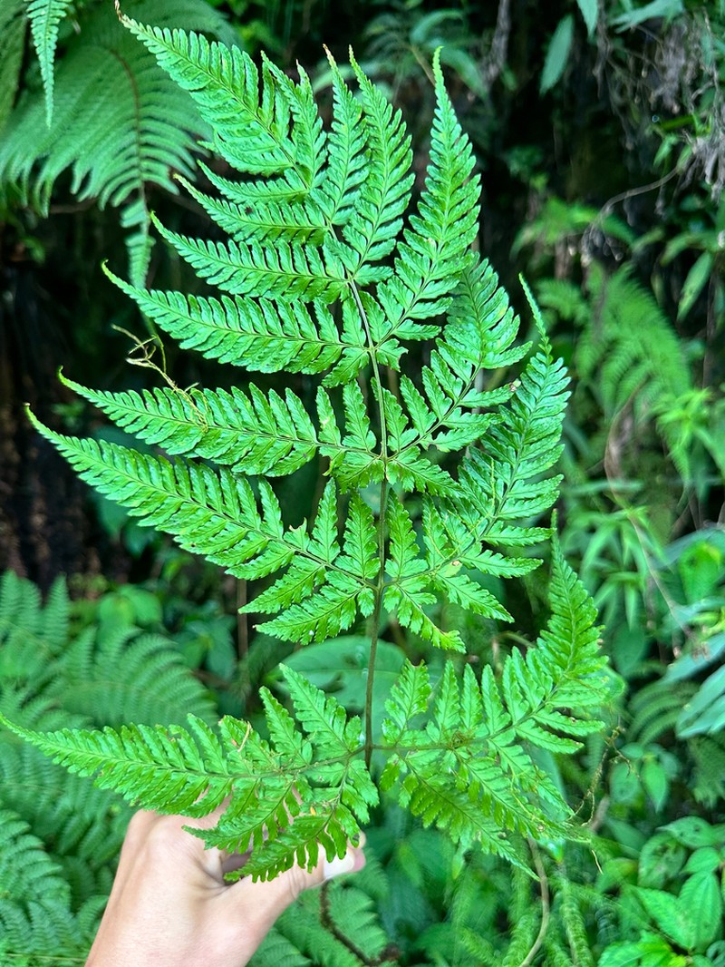 Dryopteris melanocarpa photo 2