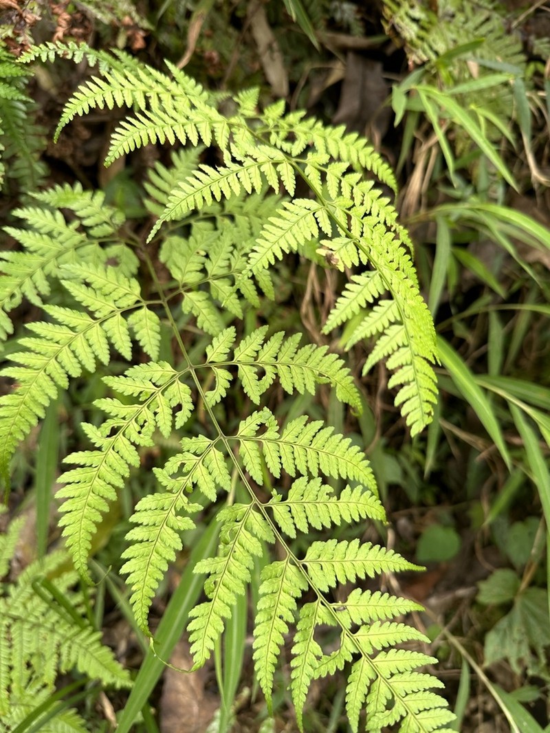 Dryopteris melanocarpa photo 3