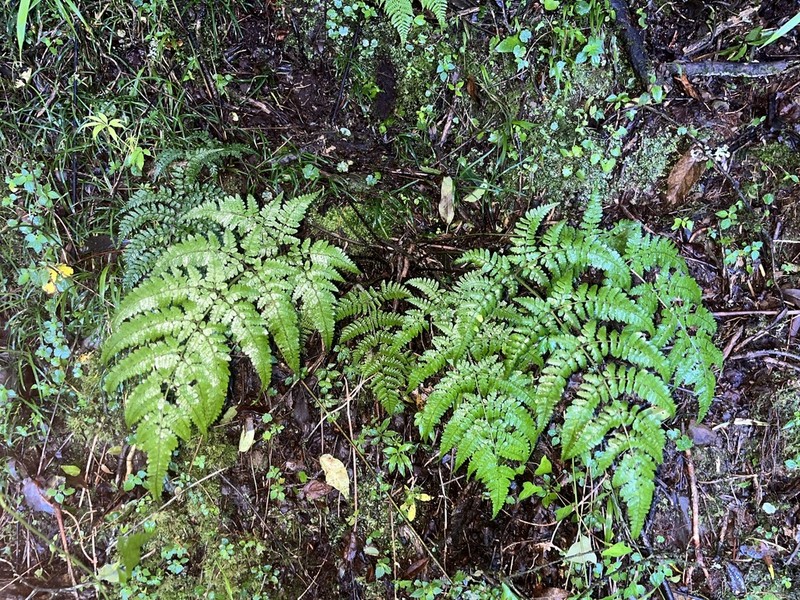 Dryopteris melanocarpa photo 4