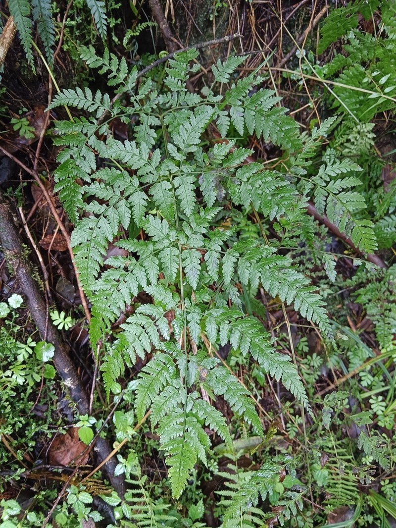 Dryopteris melanocarpa photo 5