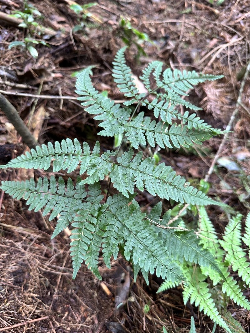 Dryopteris melanocarpa photo 6