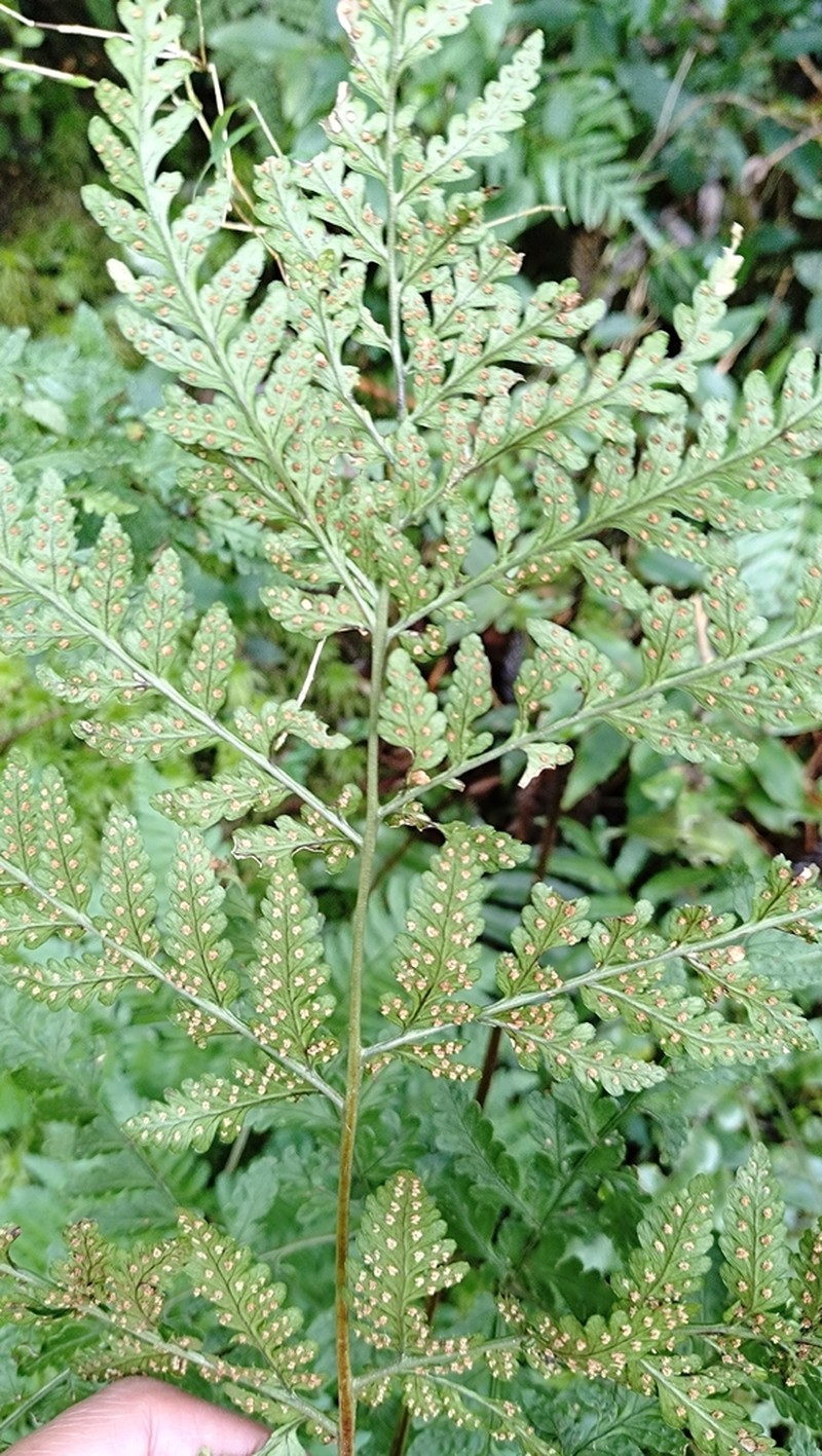 Dryopteris melanocarpa photo 7