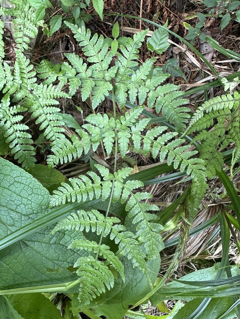 Dryopteris melanocarpa photo 8
