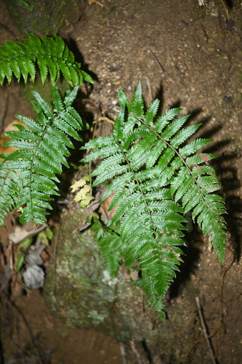 Dryopteris microlepis