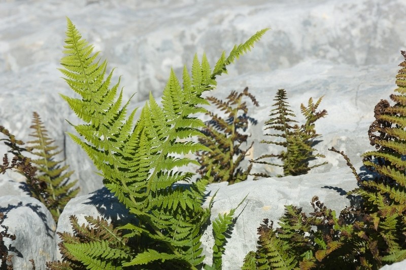 Dryopteris mindshelkensis