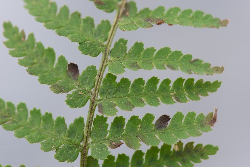 Dryopteris mindshelkensis photo 2