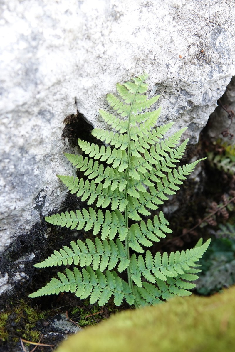 Dryopteris mindshelkensis photo 3
