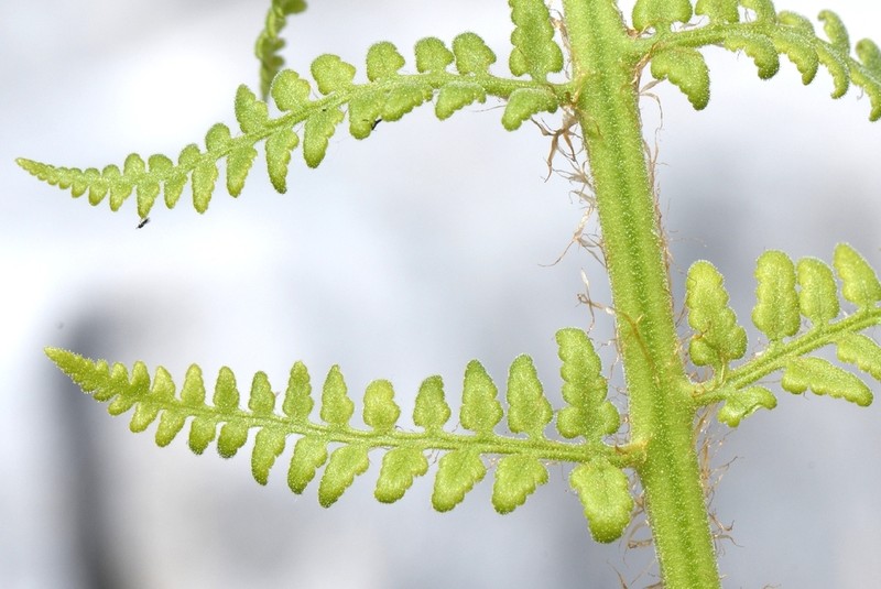 Dryopteris mindshelkensis photo 4