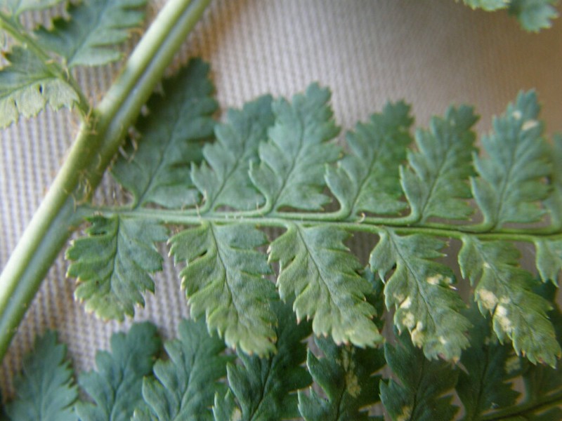 Dryopteris mindshelkensis photo 5