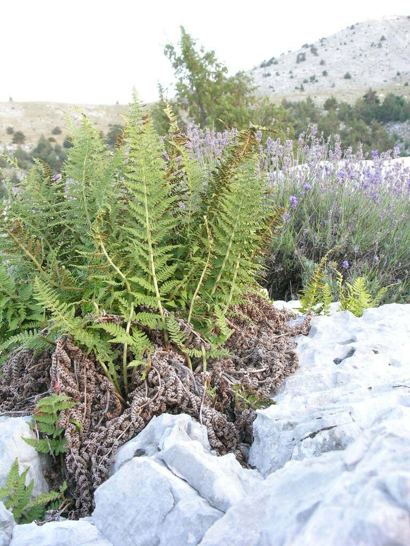 Dryopteris mindshelkensis photo 6
