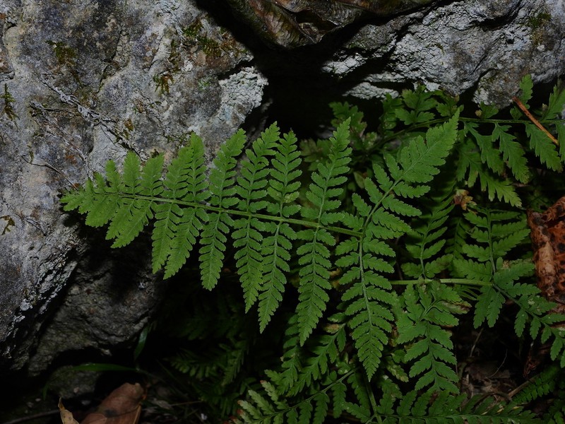 Dryopteris mindshelkensis photo 7