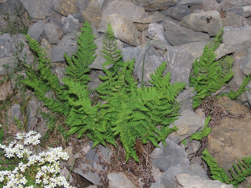 Dryopteris mindshelkensis photo 8