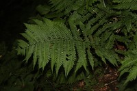 Dryopteris monticola