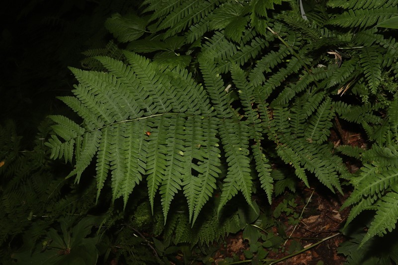 Dryopteris monticola