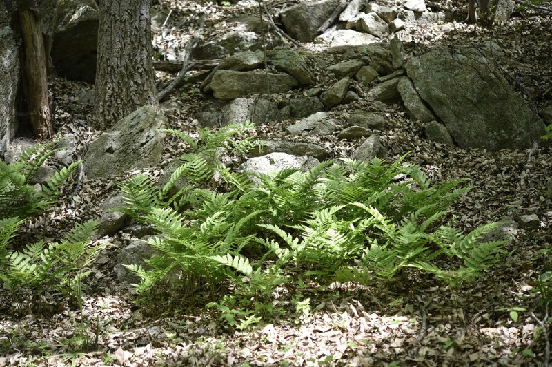 Dryopteris monticola photo 3