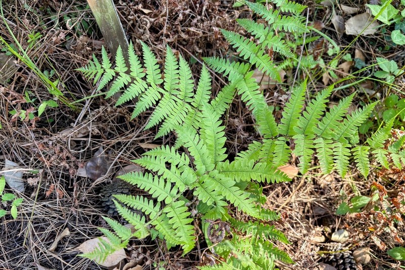 Dryopteris monticola photo 4