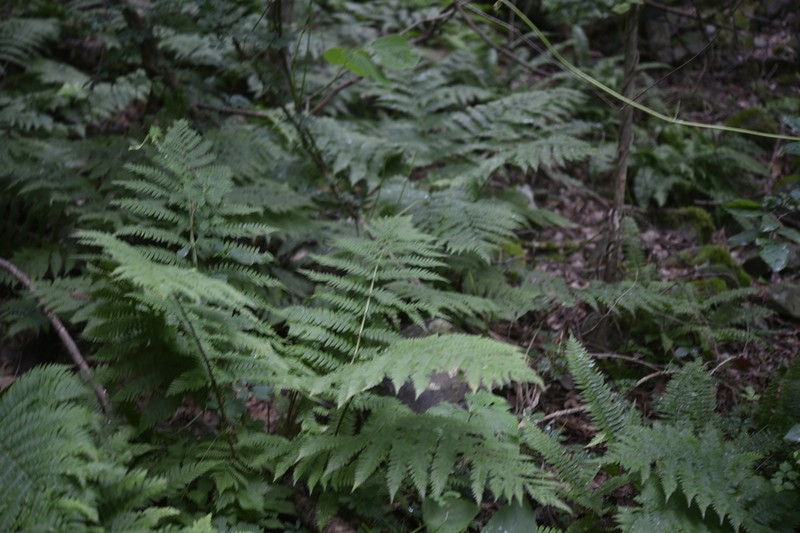 Dryopteris monticola photo 5