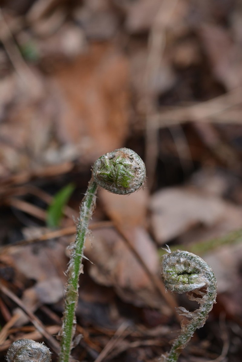 Dryopteris monticola photo 6