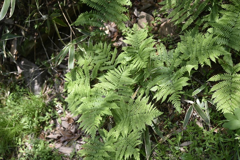 Dryopteris monticola photo 7