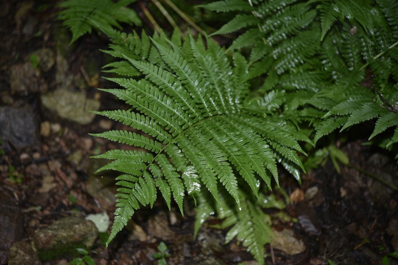 Dryopteris monticola photo 8