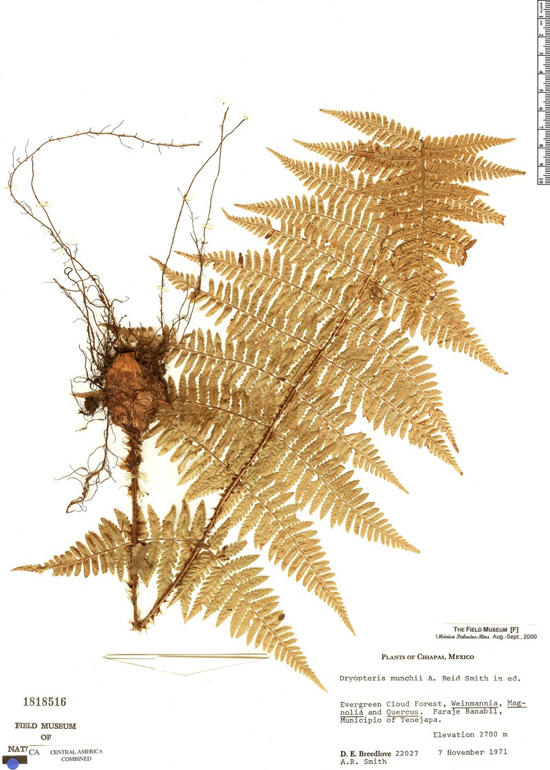 Dryopteris munchii photo 2
