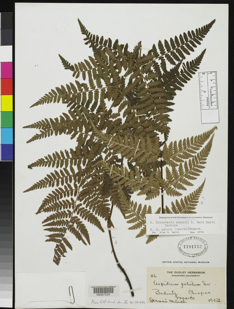 Dryopteris munchii