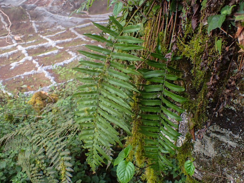Dryopteris namegatae photo 2