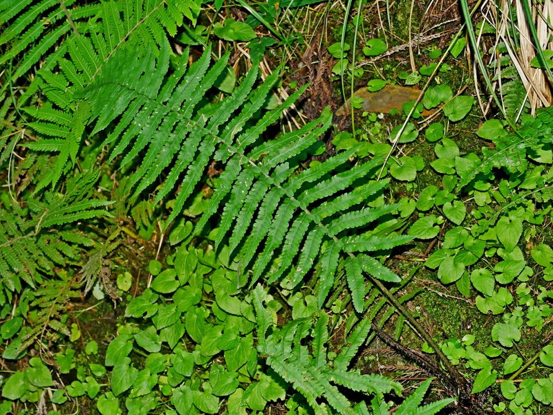 Dryopteris namegatae photo 3