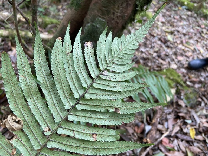 Dryopteris namegatae photo 4