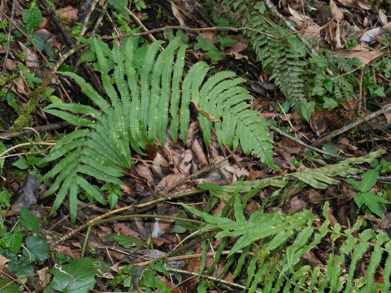 Dryopteris namegatae photo 5
