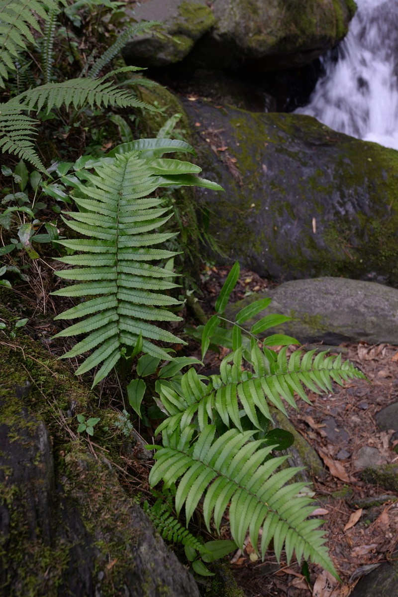 Dryopteris namegatae photo 6
