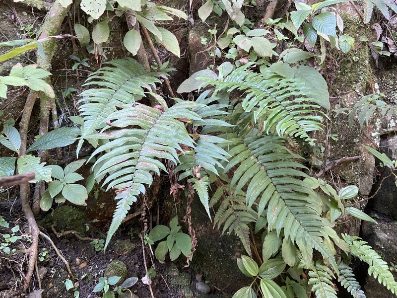 Dryopteris namegatae photo 7