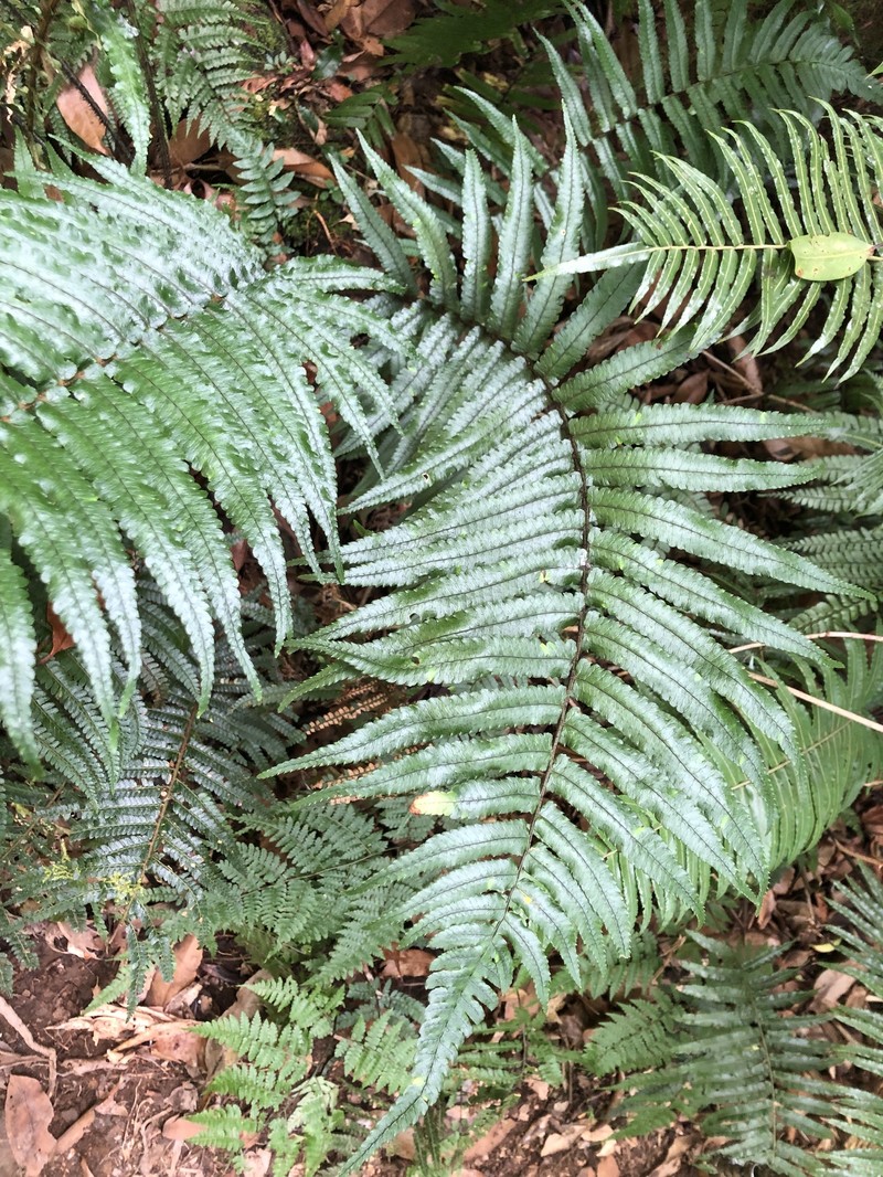 Dryopteris namegatae photo 8