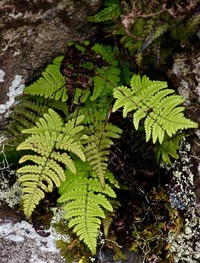 Dryopteris napoleonis