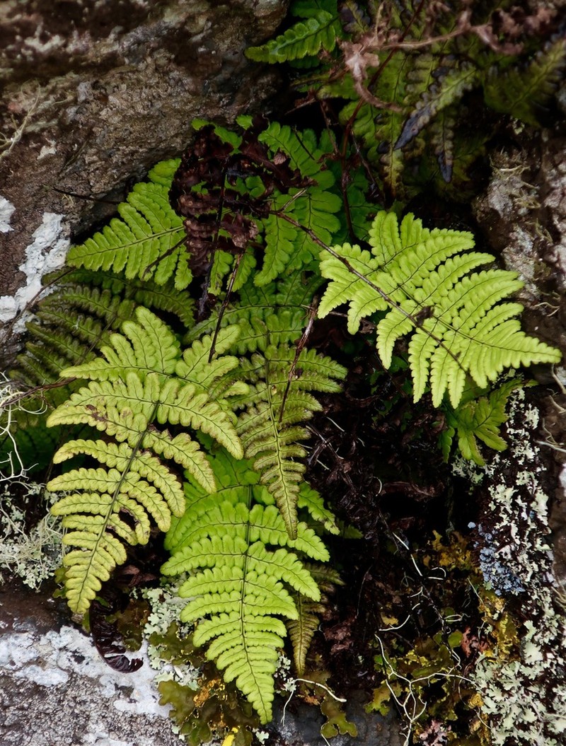 Dryopteris napoleonis