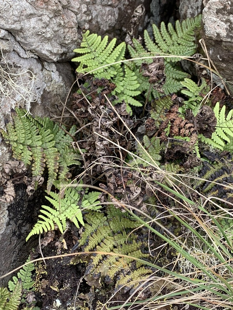 Dryopteris napoleonis photo 3
