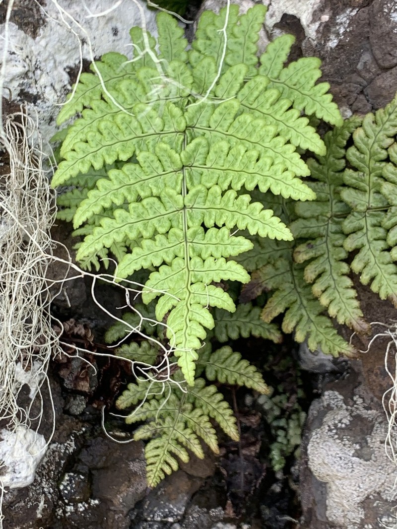 Dryopteris napoleonis photo 4
